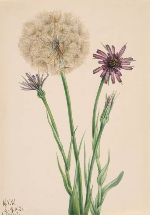 Mary Vaux Walcott Haferwurzel Kunstkopie, violette Blüte und kugelrunder Samenstand