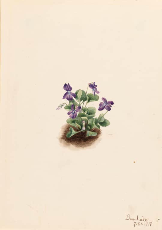 Mary Vaux Walcott Hakenveilchen Kunstkopie, kleine dunkelviolette Veilchen mit herzförmigen grünen Blättern auf brauner Erde