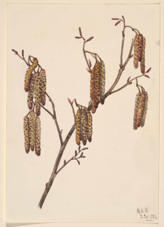 Mary Vaux Walcott Haselerle Kunstkopie, Zweig mit hängenden gelbbraunen Kätzchen und roten Knospen auf hellem Papier