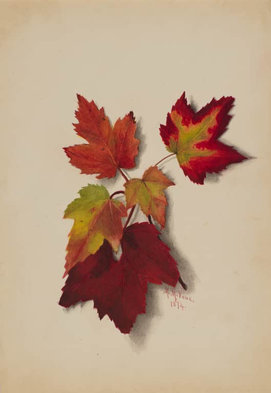 Mary Vaux Walcott Herbstblätter in Rot, Orange und Gelbgrün Kunstkopie, fünf Ahornblätter an einem Zweig mit Schatten