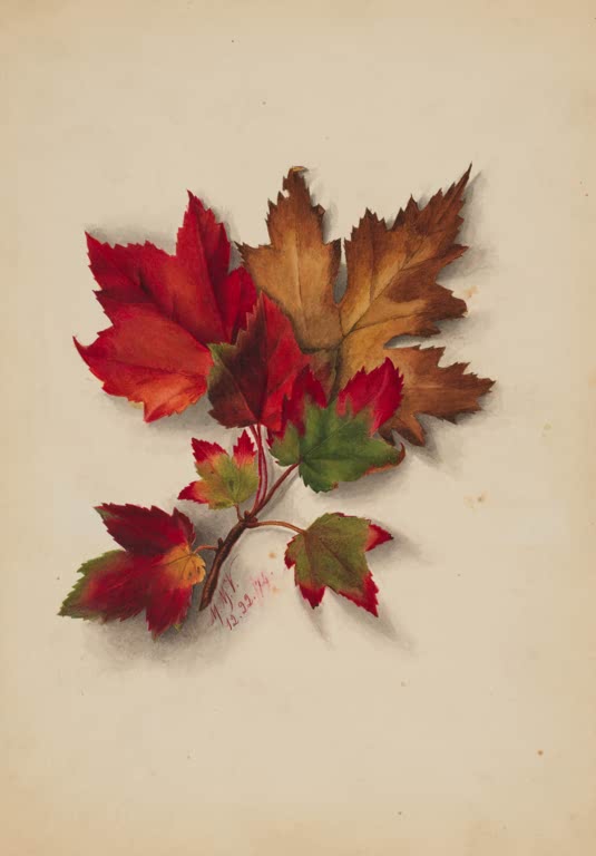 Mary Vaux Walcott Herbstblätter in Rot und Braun Kunstkopie, Zweig mit rotem, orangem und braunem Laub mit Schatten