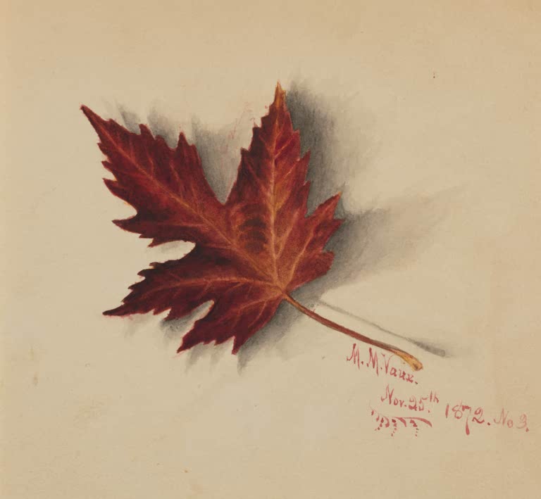Mary Vaux Walcott Herbstblatt Kunstkopie, einzelnes rotbraunes Blatt mit gezähntem Rand und grauem Schatten