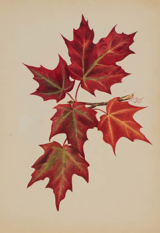 Mary Vaux Walcott Rote Ahornblätter Kunstkopie, fünf rote Ahornblätter an einem Zweig vor hellem Papier