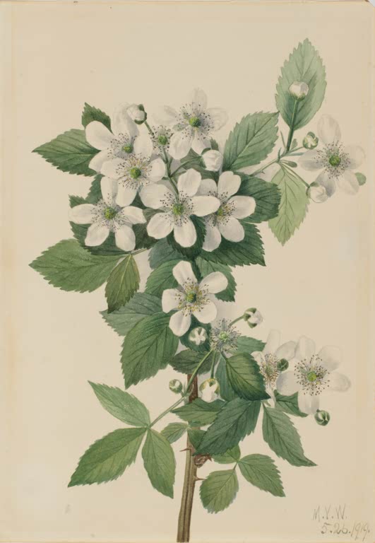Mary Vaux Walcott Hohe Brombeere Kunstkopie, weißer Blütenzweig der Brombeere mit gesägten grünen Blättern und Knospen