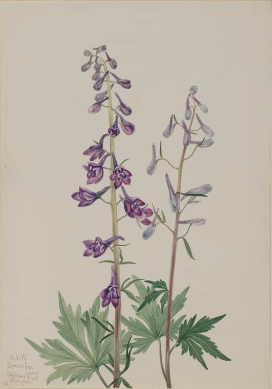 Mary Vaux Walcott Hoher Rittersporn Kunstkopie, zwei Stiele mit violetten Blüten und Knospen über gelappten grünen Blättern