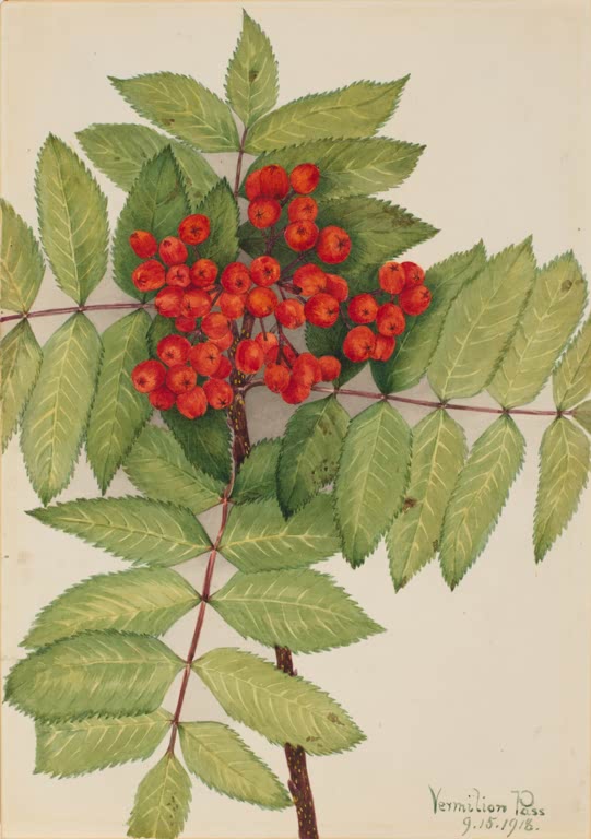 Mary Vaux Walcott Holunderblättrige Eberesche Kunstkopie, rote Beerendolden und gefiederte Blätter der Eberesche