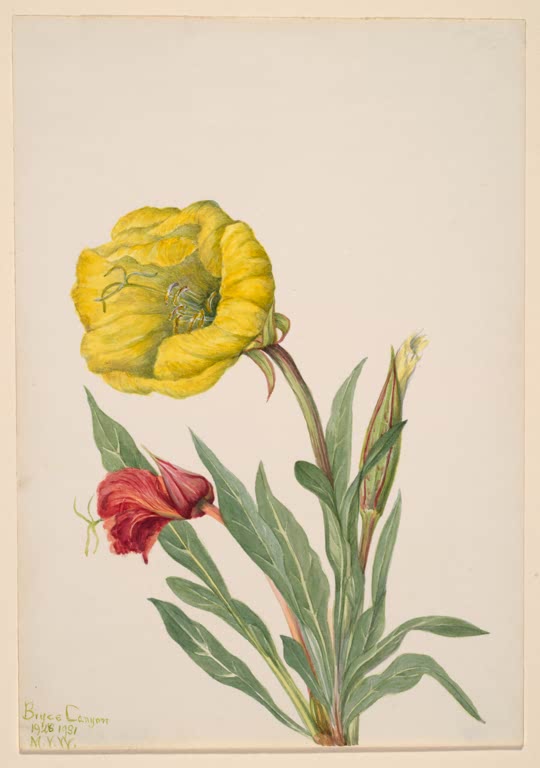 Mary Vaux Walcott Howards Nachtkerze Kunstkopie, große gelbe und kleinere rote Blüte an Stängeln mit graugrünen Blättern