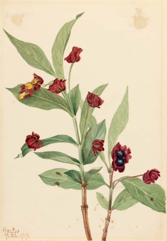 Mary Vaux Walcott Hüllblättrige Heckenkirsche Kunstkopie, Zweig mit dunkelroten Hochblättern, schwarzen Beeren