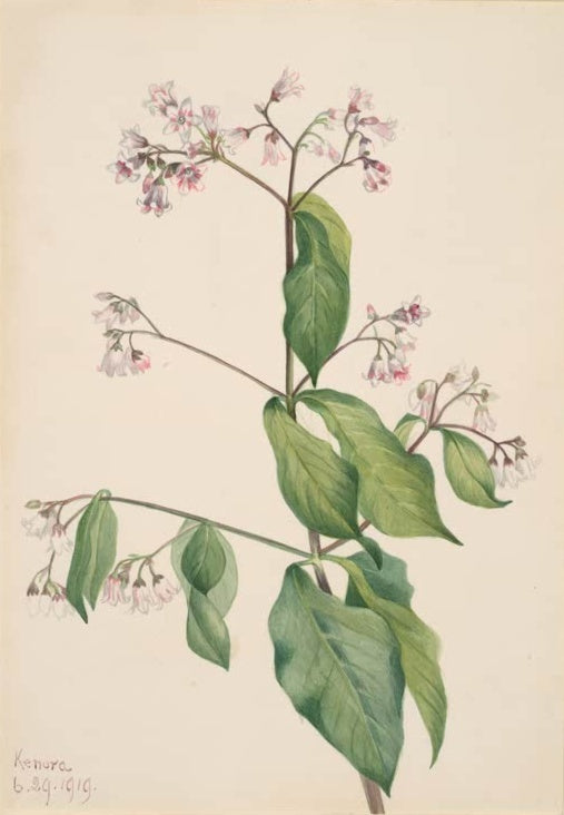 Mary Vaux Walcott Hundsgift Kunstkopie, Hundsgift mit rosa Glöckchenblüten und großen grünen Blättern