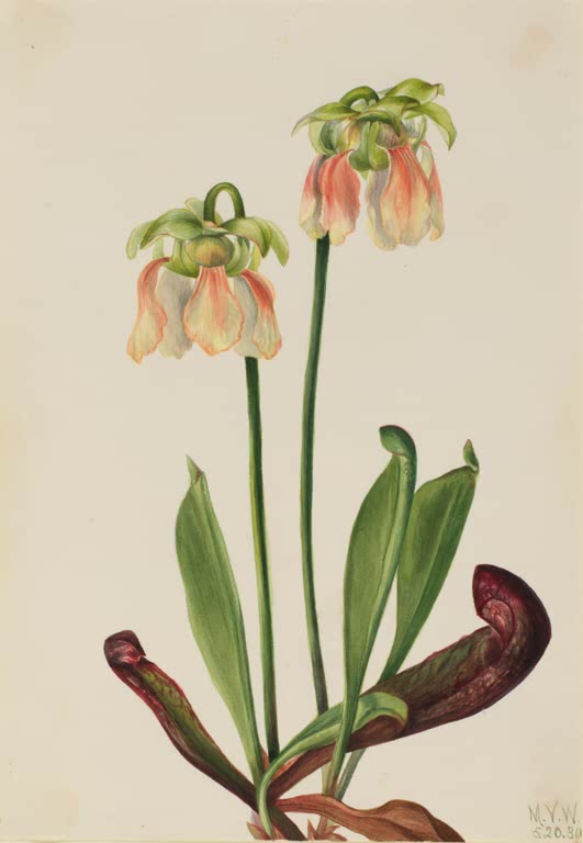 Mary Vaux Walcott Hybrid-Schlauchpflanze Kunstkopie, zwei lachsrosa Glockenblüten an langen Stielen