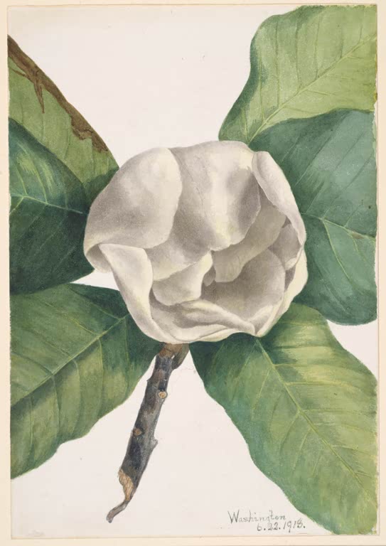 Mary Vaux Walcott Immergrüne Magnolie Kunstkopie, große cremeweiße Magnolienblüte zwischen glänzenden dunkelgrünen Blättern