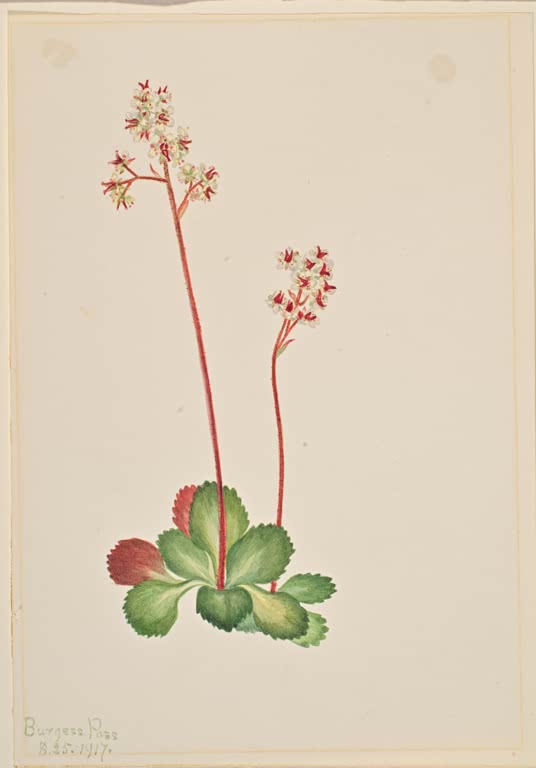Mary Vaux Walcott Immergrüner Steinbrech Kunstkopie, rote Stiele mit kleinen weißen Blüten über gezähnten grünen Blättern