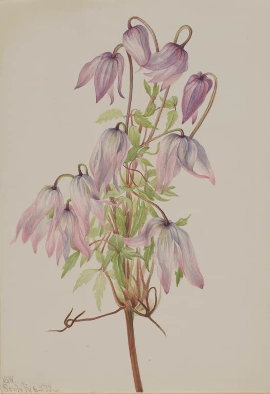 Mary Vaux Walcott Jicarilla-Waldrebe Kunstkopie, nickende rosa-lila Blüten an gebogenen Stielen