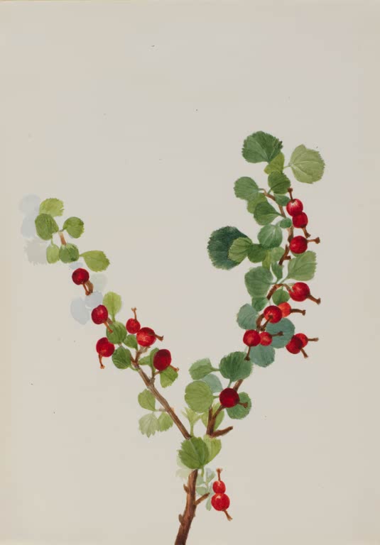 Mary Vaux Walcott Johannisbeere, unvollendet Kunstkopie, Zweige mit roten Johannisbeeren und rundlichen grünen Blättern