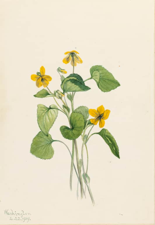Mary Vaux Walcott Kahles Gelbveilchen Kunstkopie, gelbe Blüten über herzförmigen grünen Blättern