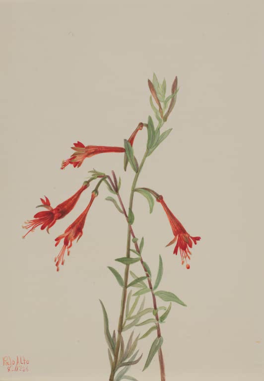 Mary Vaux Walcott Kalifornische Fuchsie Kunstkopie, leuchtend rote Röhrenblüten an einem Stängel