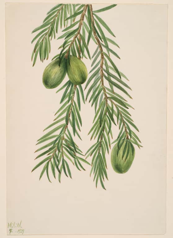 Mary Vaux Walcott Kalifornische Muskatnuss Kunstkopie, hängende Zweige mit spitzen Nadelblättern und drei grünen Samen