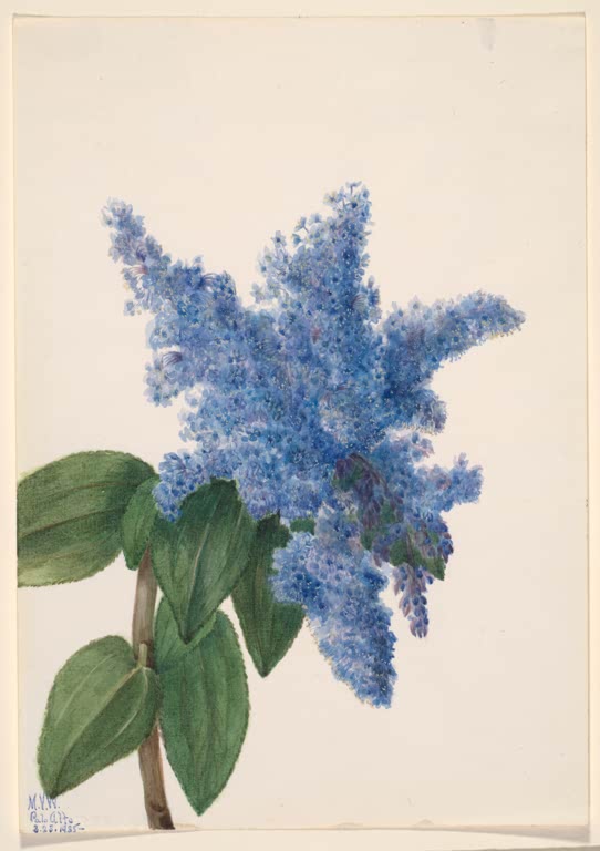 Mary Vaux Walcott Kalifornischer Flieder Kunstkopie, blaue Blütenrispen an einem Zweig mit runden dunkelgrünen Blättern