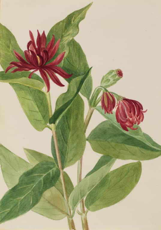 Mary Vaux Walcott Kalifornischer Gewürzstrauch Kunstkopie, tiefrote Blüten zwischen breiten, glänzend grünen Blättern