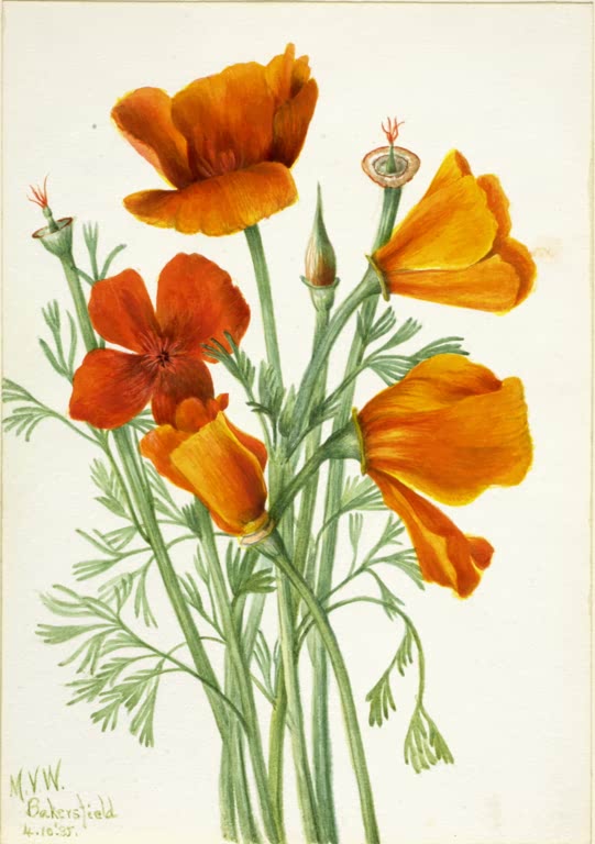 Mary Vaux Walcott Kalifornischer Goldmohn Kunstkopie, orangefarbene Mohnblüten über fein zerteiltem Laub