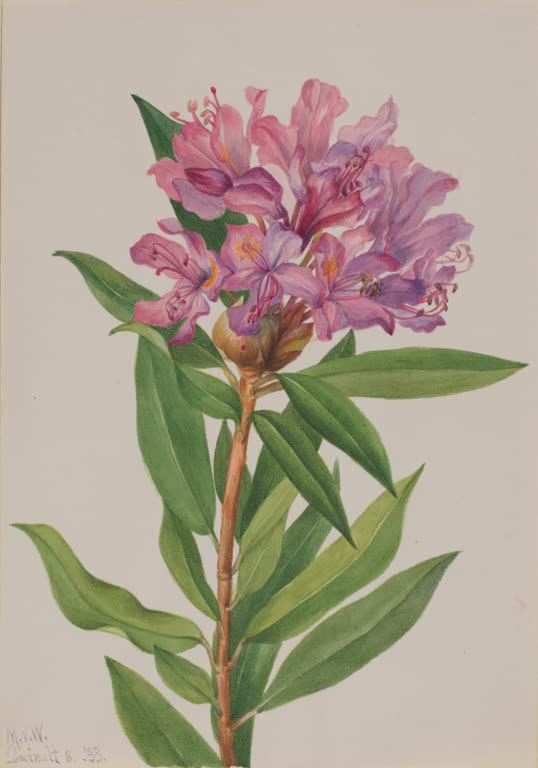 Mary Vaux Walcott Kalifornischer Rhododendron Kunstkopie, rosa Blütendolde an einem rotbraunen Zweig
