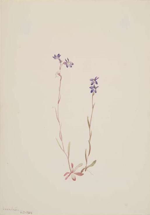 Mary Vaux Walcott Kalms Lobelie Kunstkopie, zwei dünne Stängel mit kleinen violetten Blüten und rosa Blattrosette