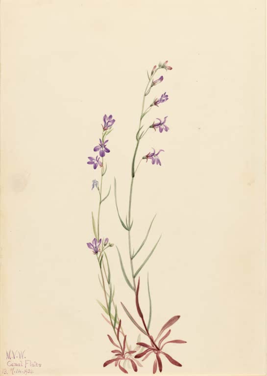 Mary Vaux Walcott Kalms Lobelie, 1923 Kunstkopie, schlanke Stängel mit kleinen violetten Blüten und rötlicher Blattrosette