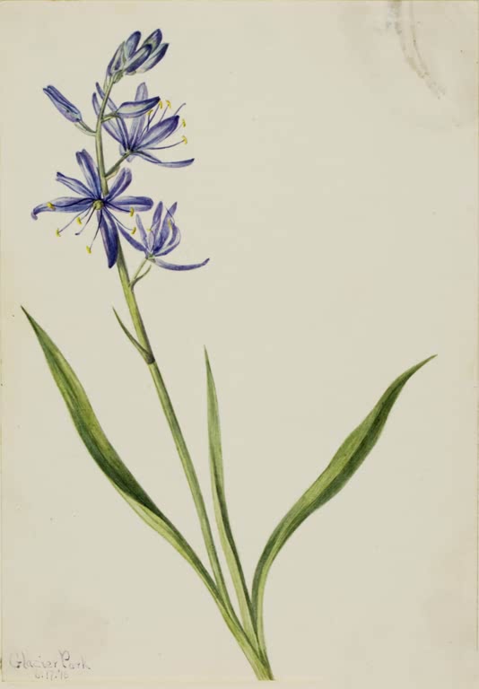 Mary Vaux Walcott Kamassie Kunstkopie, hoher Stängel mit blauvioletten Sternblüten und schmalen grünen Blättern