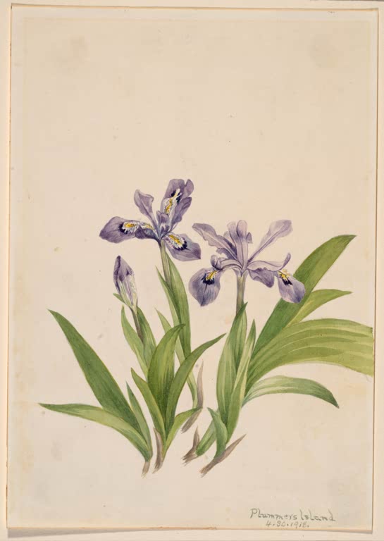 Mary Vaux Walcott Kamm-Schwertlilie Kunstkopie, zwei blauviolette Schwertlilienblüten über schwertförmigen grünen Blättern