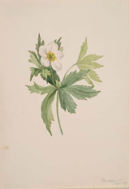 Mary Vaux Walcott Kanadische Anemone Kunstkopie, weiße Blüte mit gelber Mitte und gezähnten Blättern