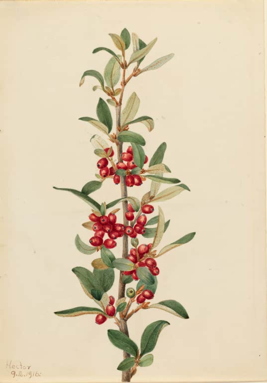 Mary Vaux Walcott Kanadische Büffelbeere Kunstkopie, aufrechter Zweig mit leuchtend roten Beerengruppen