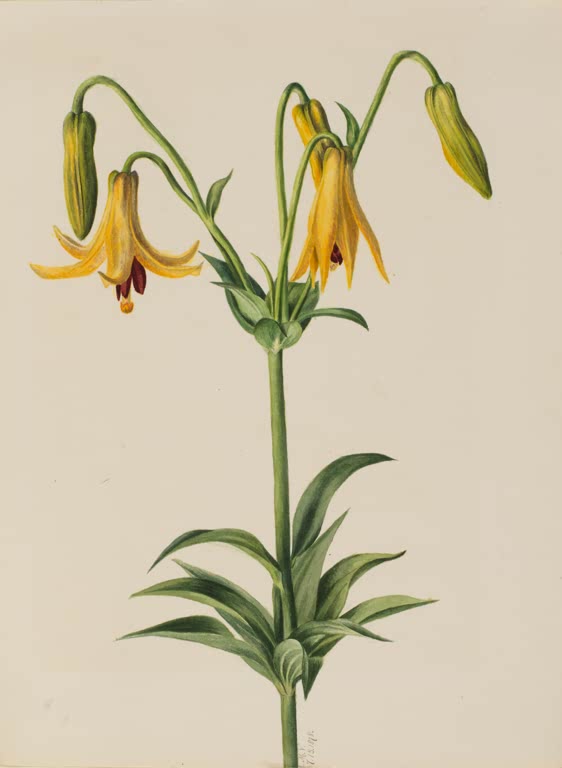 Mary Vaux Walcott Kanadische Lilie Kunstkopie, nickende gelborange Lilienblüten und grüne Knospen