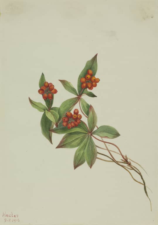 Mary Vaux Walcott Kanadischer Hartriegel Kunstkopie, orangerote Beerendolden zwischen grünen Blättern