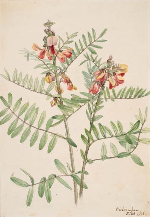 Mary Vaux Walcott Kaninchenbohne Kunstkopie, Pflanze mit gefiederten Blättern und rotgelben Schmetterlingsblüten
