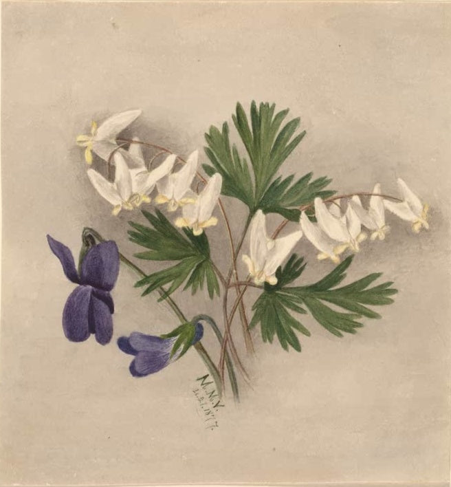 Mary Vaux Walcott Kapuzen-Herzblume mit Veilchen Kunstkopie, weiße herzförmige Blüten und zwei tiefviolette Veilchen