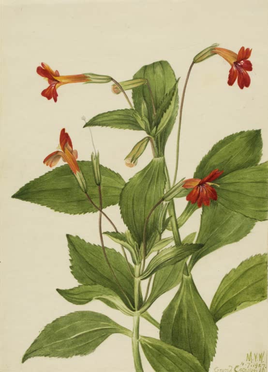 Mary Vaux Walcott Kardinals-Gauklerblume Kunstkopie, scharlachrote Röhrenblüten mit orangefarbenem Schlund