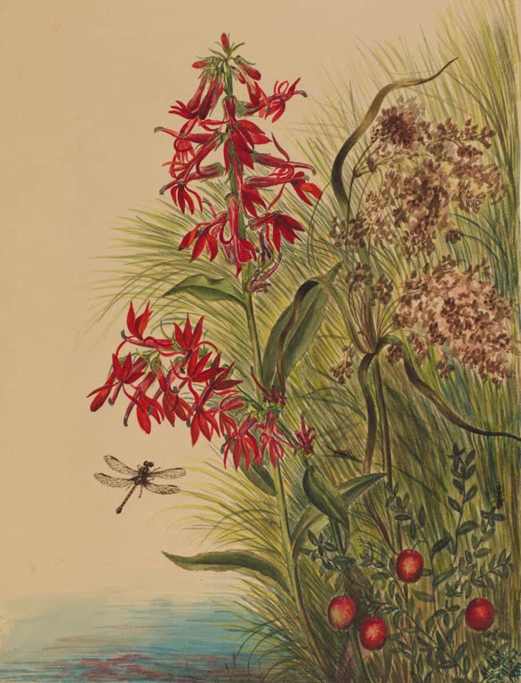 Mary Vaux Walcott Kardinalslobelie Kunstkopie, rote Blütenrispen mit Libelle, Gräsern und Beeren am Wasser