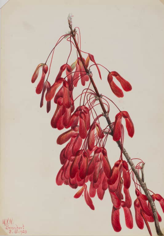 Mary Vaux Walcott Karolina-Ahorn Kunstkopie, Ahornzweig mit zahlreichen roten Flügelfrüchten
