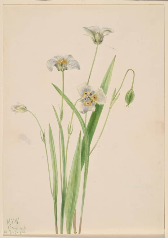 Mary Vaux Walcott Katzenöhrchen Kunstkopie, bläulichweiße Blüten und eine Knospe an langen Stielen über schmalen Blättern