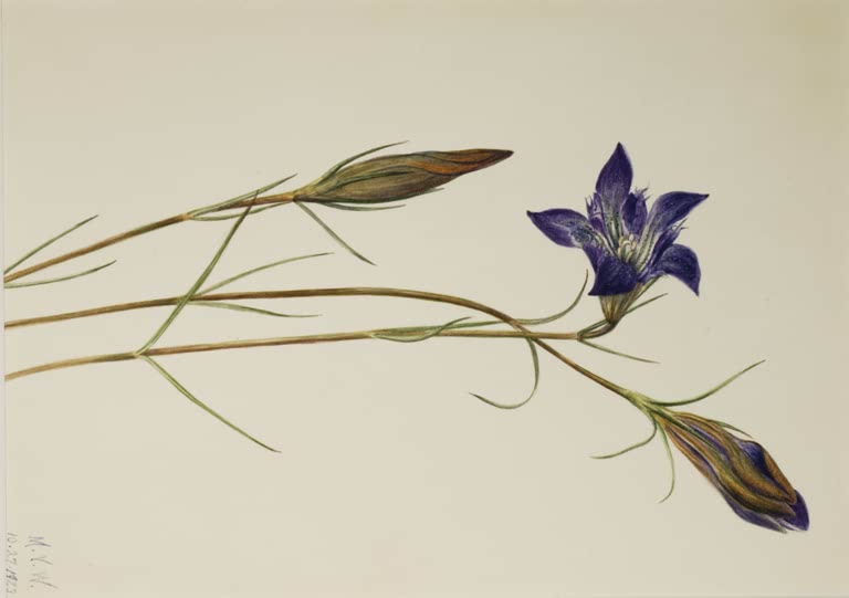 Mary Vaux Walcott Kiefernheiden-Enzian Kunstkopie, violette Enzianblüte neben zwei Knospen an langen, bräunlichen Stängeln