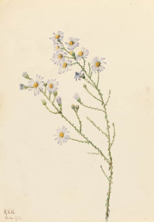 Mary Vaux Walcott Kiefernland-Aster Kunstkopie, schlanker Zweig mit kleinen hell violetten Asterblüten mit gelben Mitten