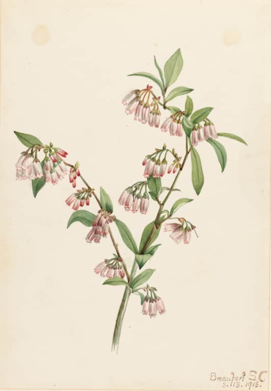 Mary Vaux Walcott Kiefernwald-Heidelbeere Kunstkopie, Zweig mit vielen kleinen rosa Glöckchenblüten