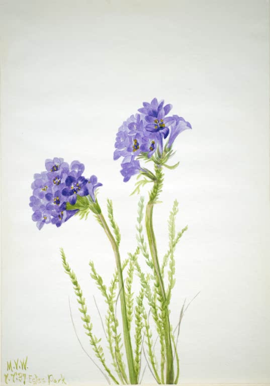 Mary Vaux Walcott Klebrige Himmelsleiter Kunstkopie, zwei blauviolette Blütenköpfe an grünen, gefiederten Stängeln