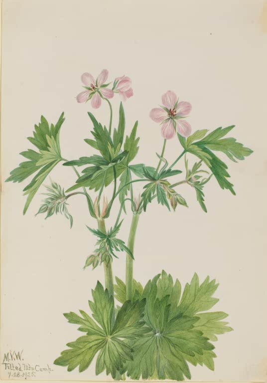 Mary Vaux Walcott Klebriger Storchschnabel Kunstkopie, rosa Storchschnabel-Blüten
