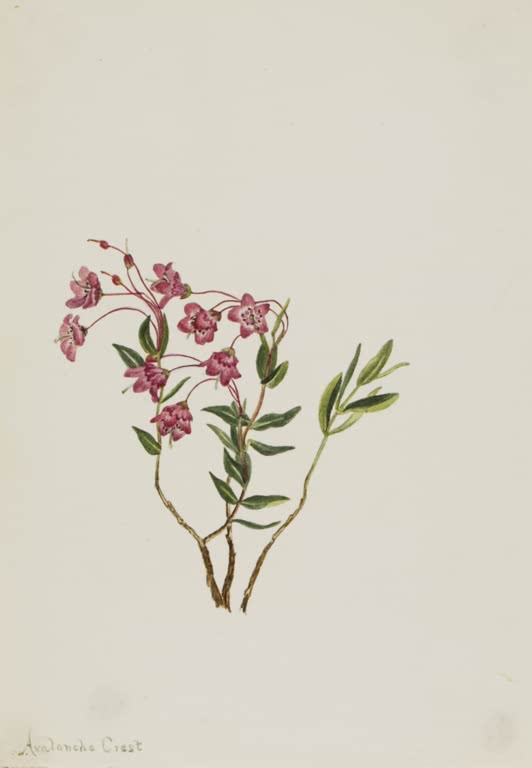 Mary Vaux Walcott Kleinblättrige Lorbeerrose Kunstkopie, magentarosa Blüten an einem Zwergstrauch