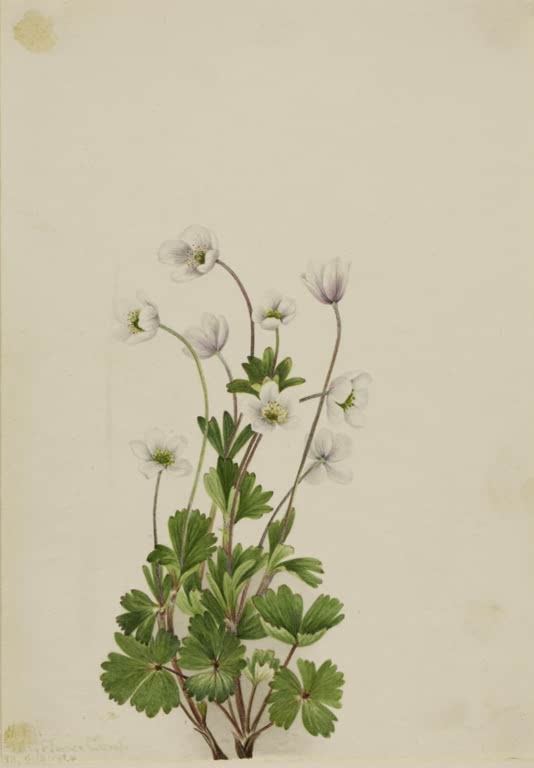 Mary Vaux Walcott Kleinblütige Anemone Kunstkopie, zarte weiße Anemonenblüten über gelappten grünen Blättern