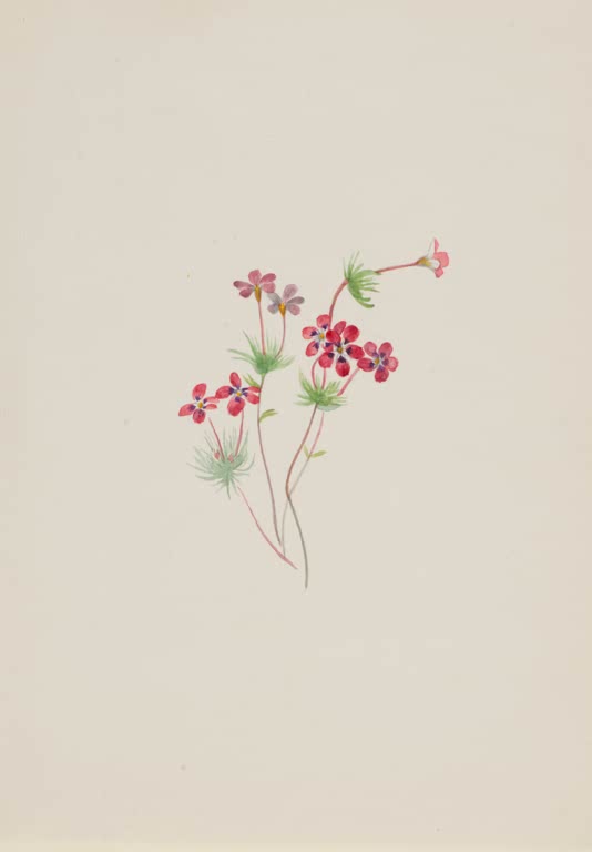 Mary Vaux Walcott Kleinblütige Gilie Kunstkopie, winzige rote Blüten an dünnen Stielen mitten auf hellem Papier