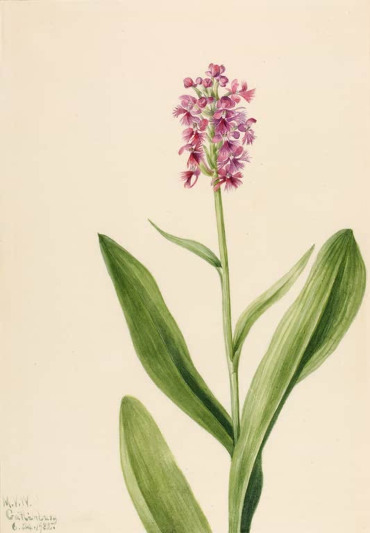 Mary Vaux Walcott Kleine Purpur-Fransenorchis Kunstkopie, rosa-violette Orchideenblüten über breiten Blättern