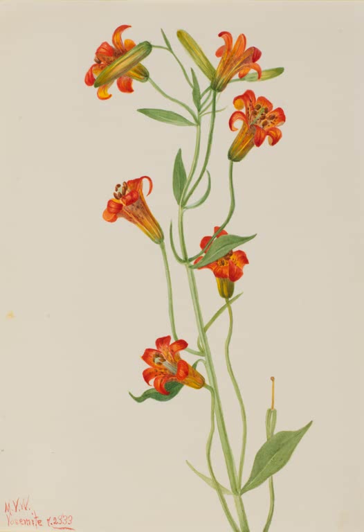 Mary Vaux Walcott Kleine Tigerlilie Kunstkopie, orangerote Lilienblüten und Knospen an grünen Stängeln