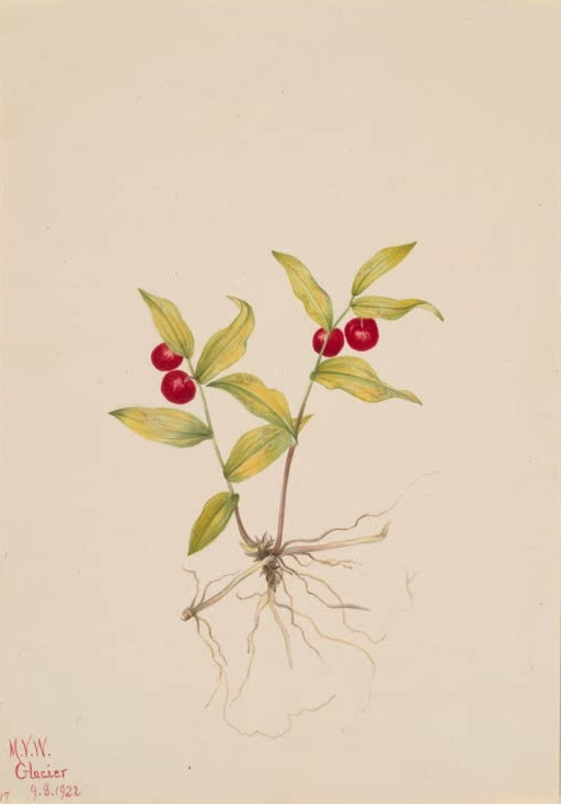 Mary Vaux Walcott Kleiner Knotenfuß Kunstkopie, Triebe mit roten Beeren und feinem Wurzelwerk